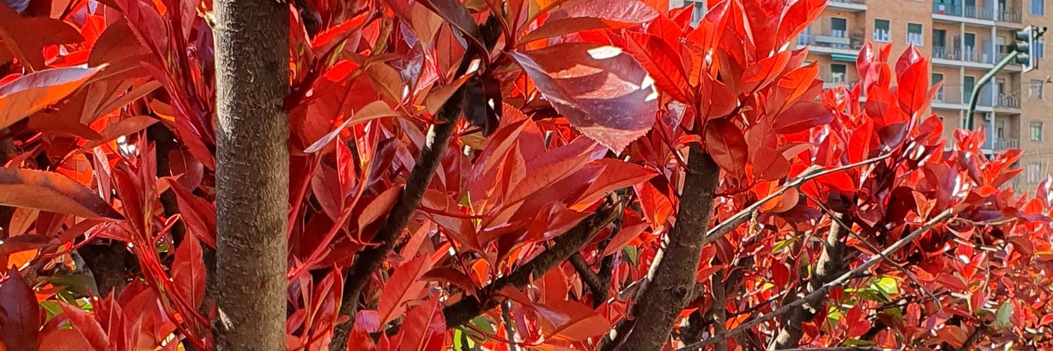 Mirtilla Mai Contenta banner