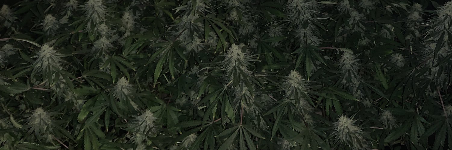 +Silent Dave (aka silent bob) banner