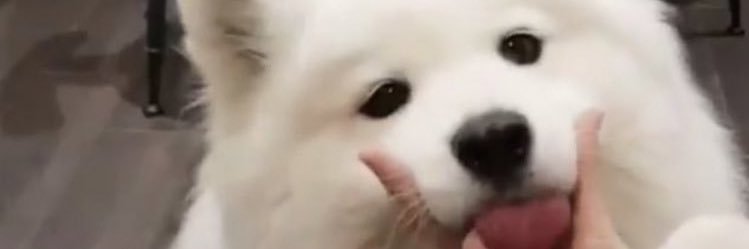 Pock 🥛 banner