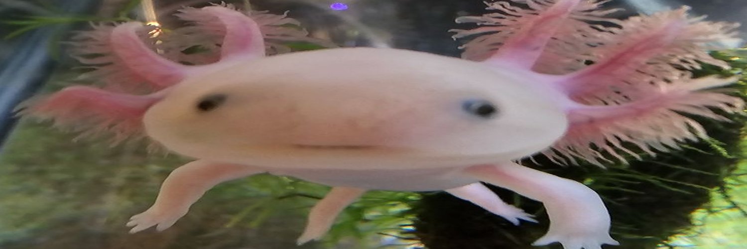 koalexart's profile banner image