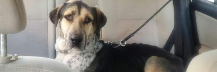 la_taberna_vegana banner