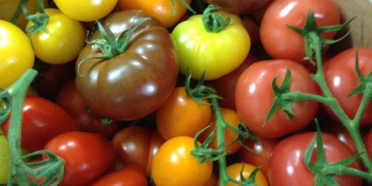 NutbourneTomato's profile banner image