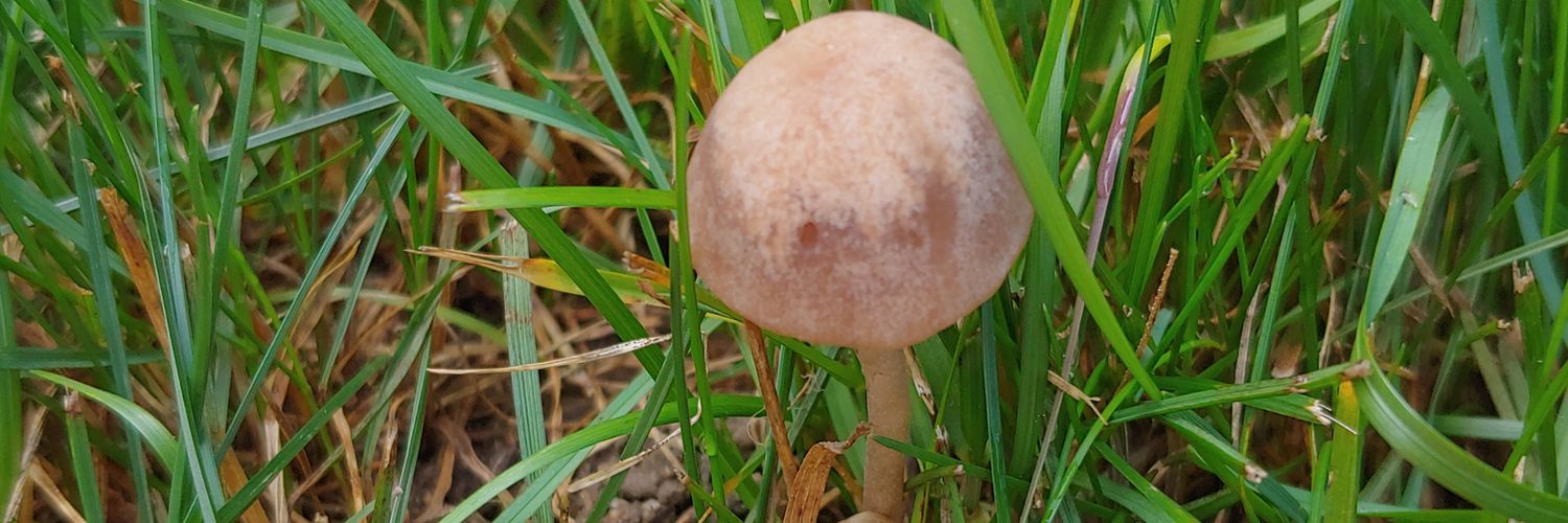 Elote Chowder banner