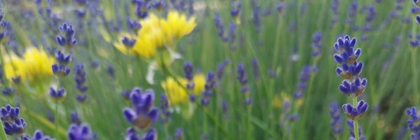 DeckeArt Profile Banner