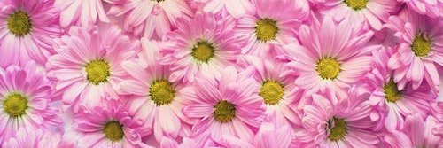 Miss Emson banner