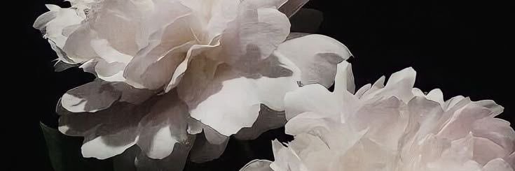 aitanaa's banner
