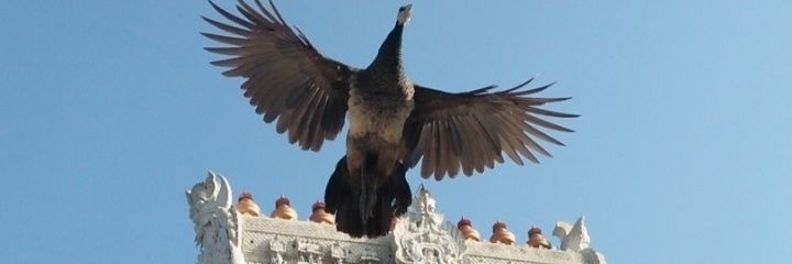 kjsuryah's profile banner image