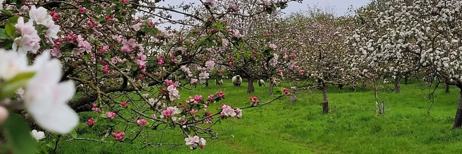 Dr Samantha Ward 🌳🦏🦒🦘🦌🦧 banner