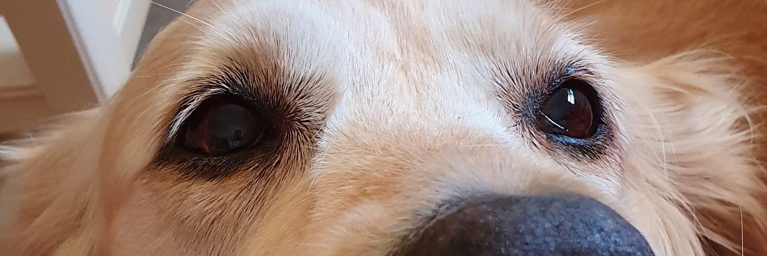 Meerkat banner