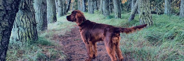 IrishCesar Profile Banner