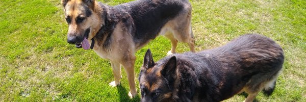 2gsddogs Profile Banner