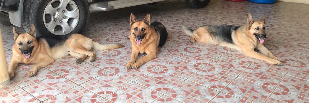 Chenae ᥫ᭡ banner