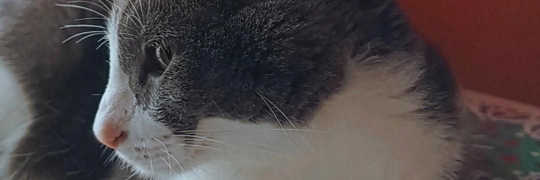 candelafillon's profile banner image