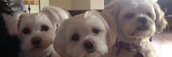 Basilwazil Profile Banner