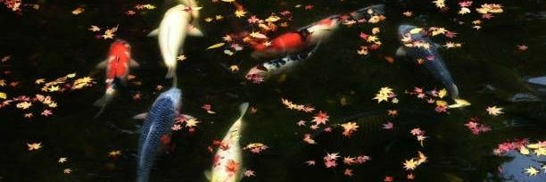 littleRat0's profile banner image