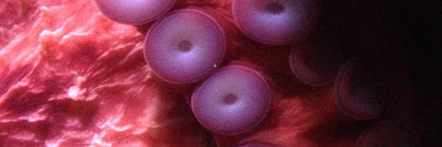 CephalopodGeek's profile banner image