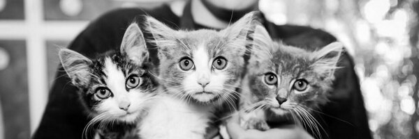 LBAnimalCare Profile Banner