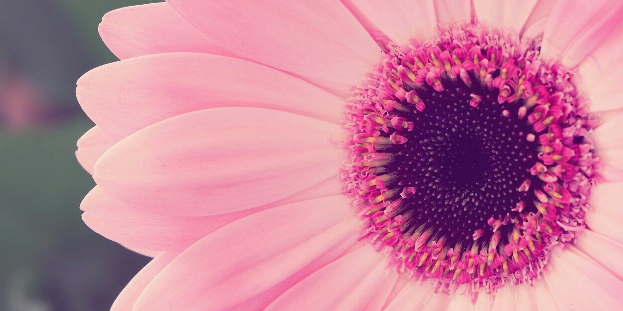 Lilia banner