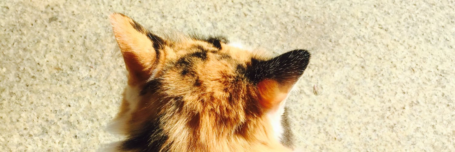 kayo_tiger's profile banner image