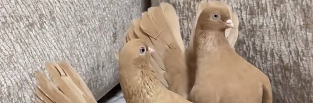 dodo________o's profile banner image