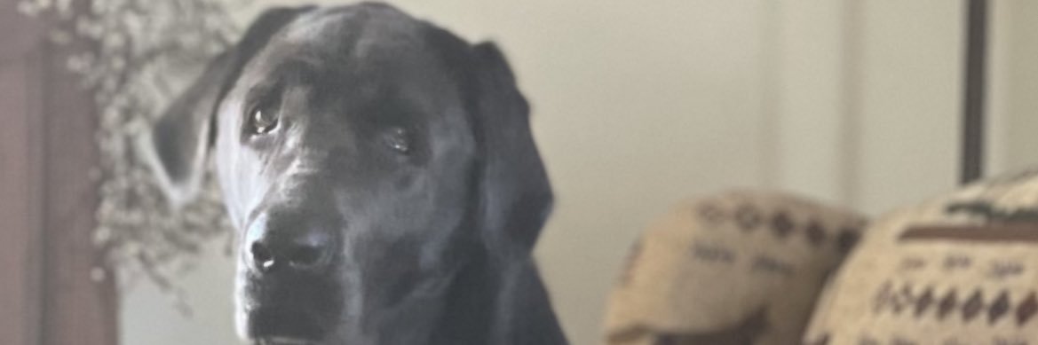 disch_l's profile banner image