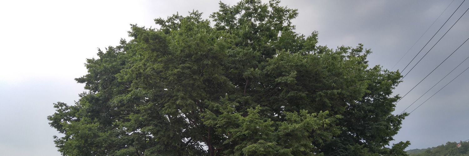 VcBea's profile banner image