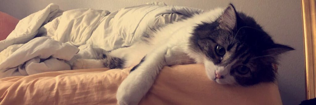 merebetch's profile banner image