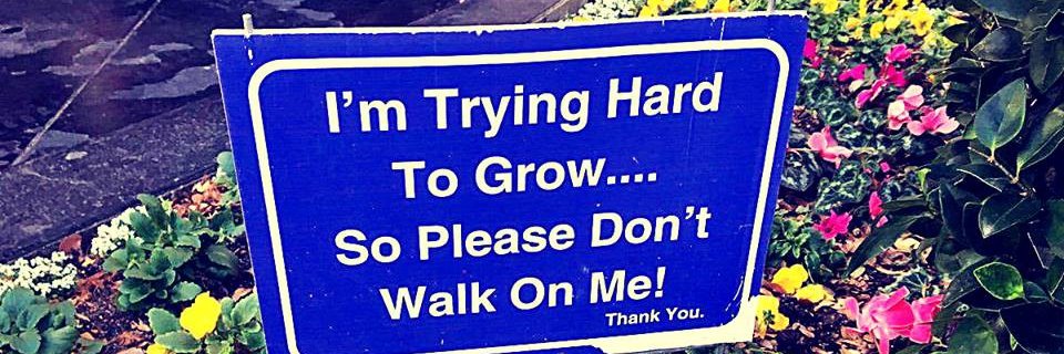 noveleira reborn banner