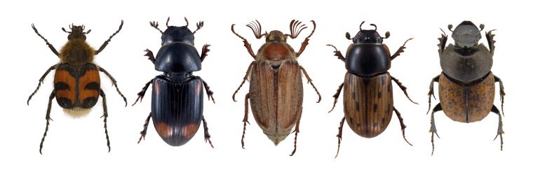 British Scarabs banner