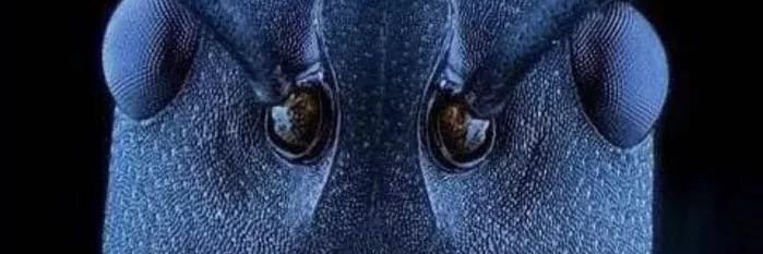 bewareofbears banner