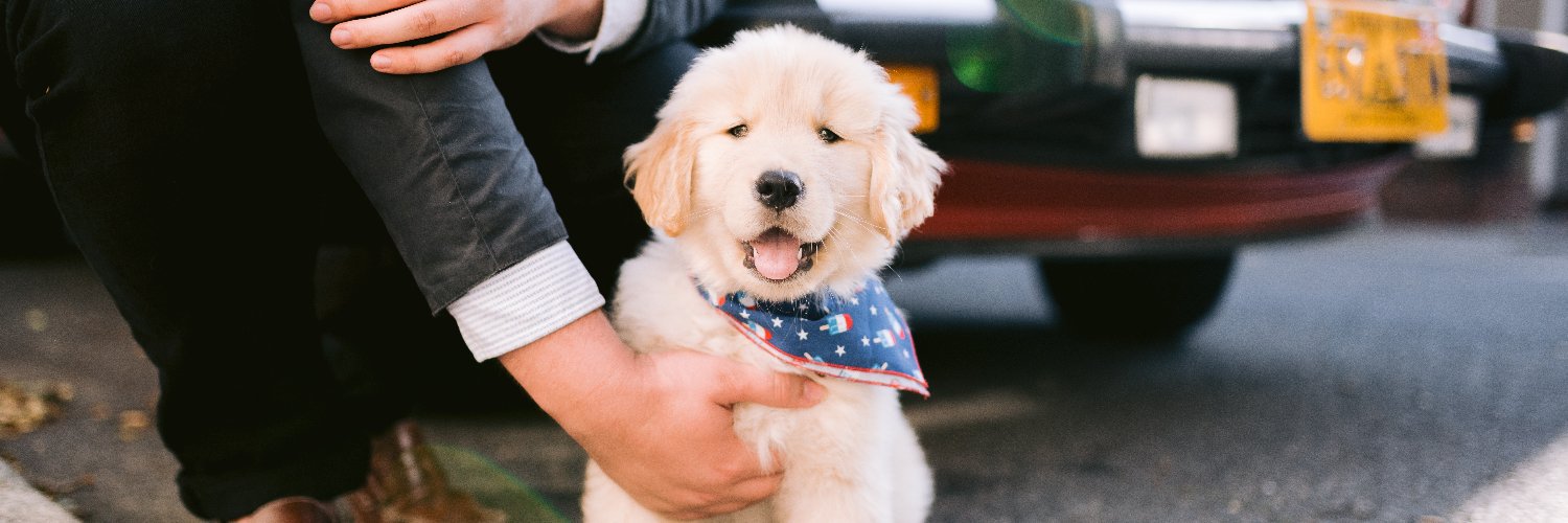 🐾Bodie the Golden Retriever 🐾 banner