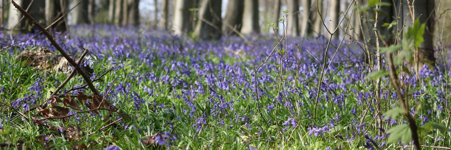 spaceageGecko banner