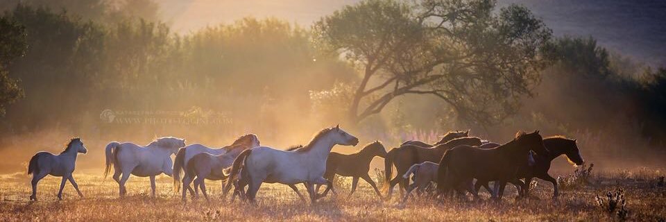 Photo_Equine's profile banner image