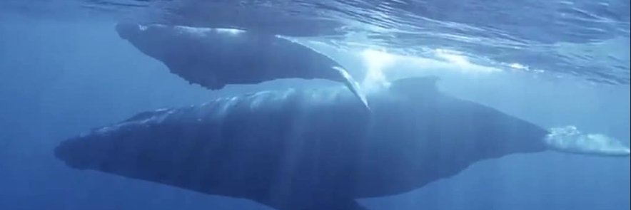 the_real_stinson banner