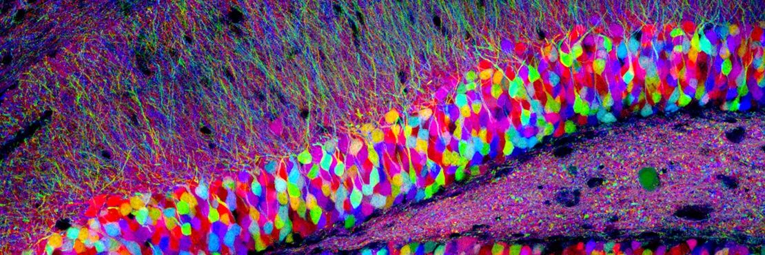 Almir Aljović banner