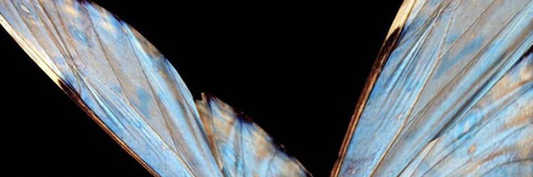 Pnutbutttah's profile banner image
