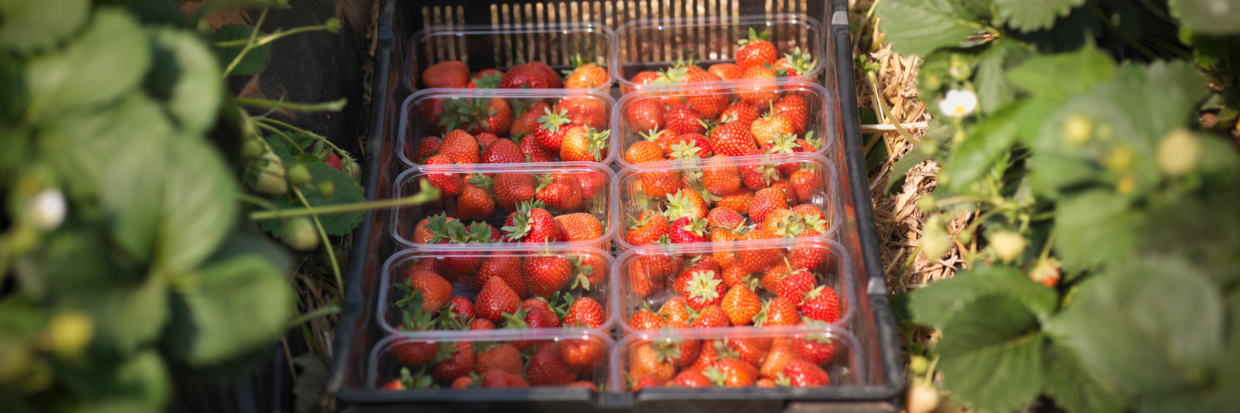 Windmill Hill Fruits banner