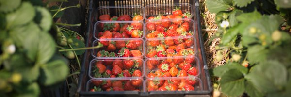 WindmillHFruits Profile Banner