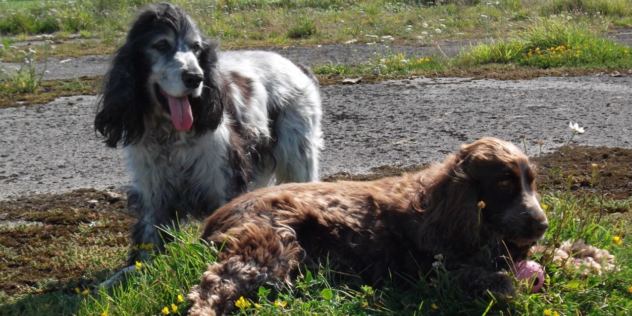 Viv Phelps 💙 banner