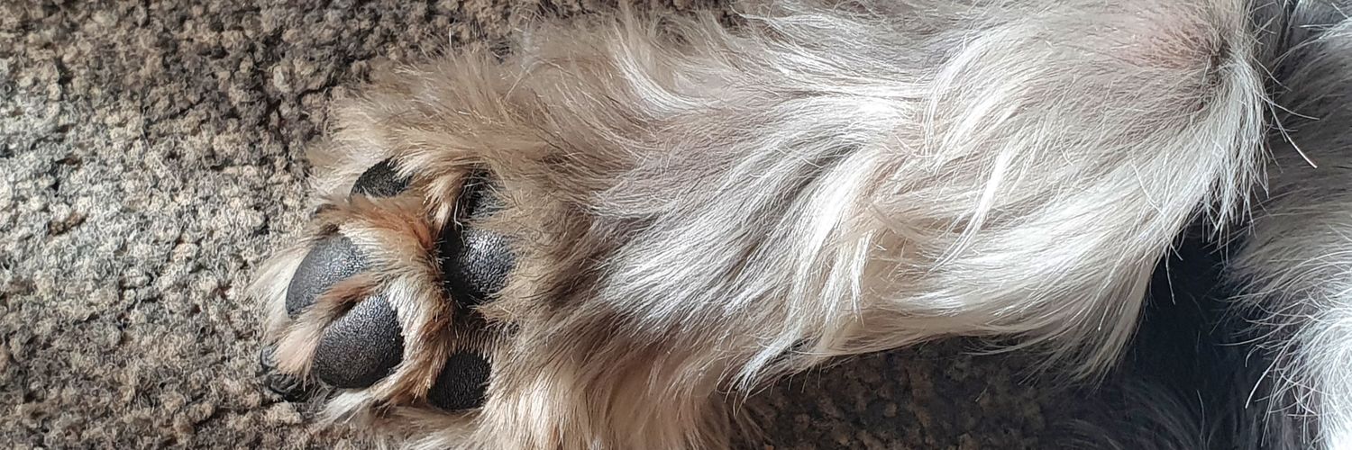 Scamp&Hoomum(Amber) banner