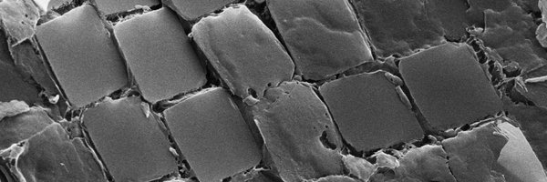 BenpalmerLab Profile Banner