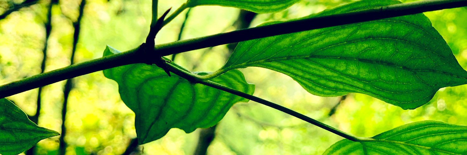 DShire_Event's profile banner image