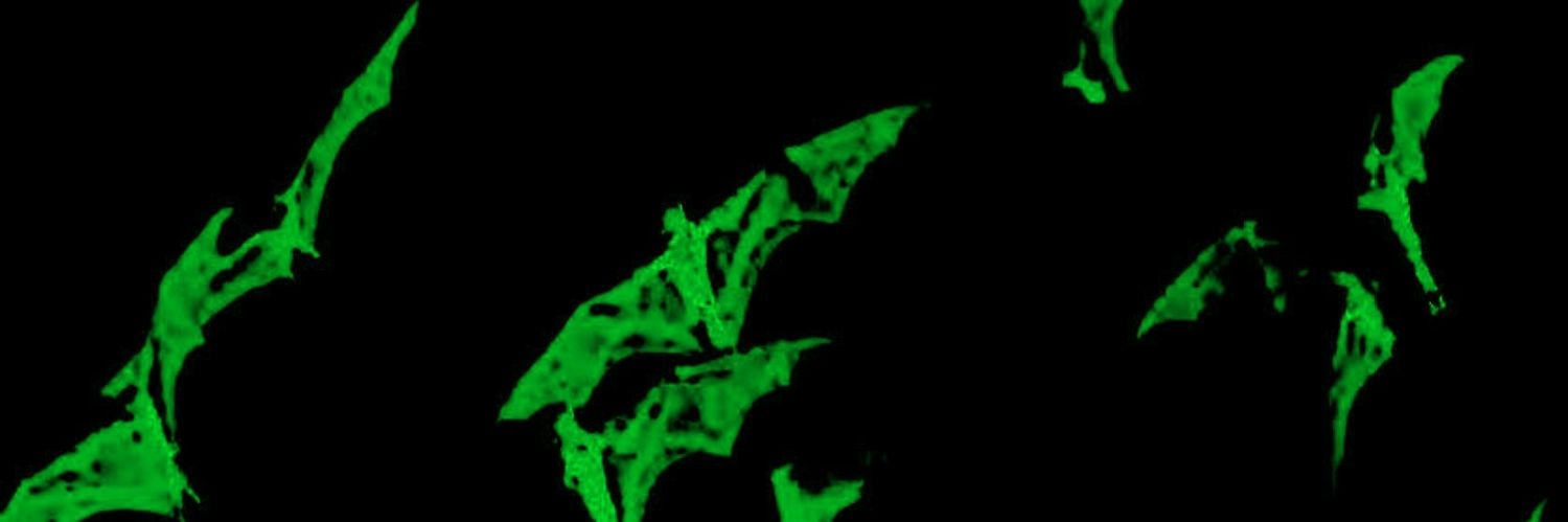 ลูแปง banner