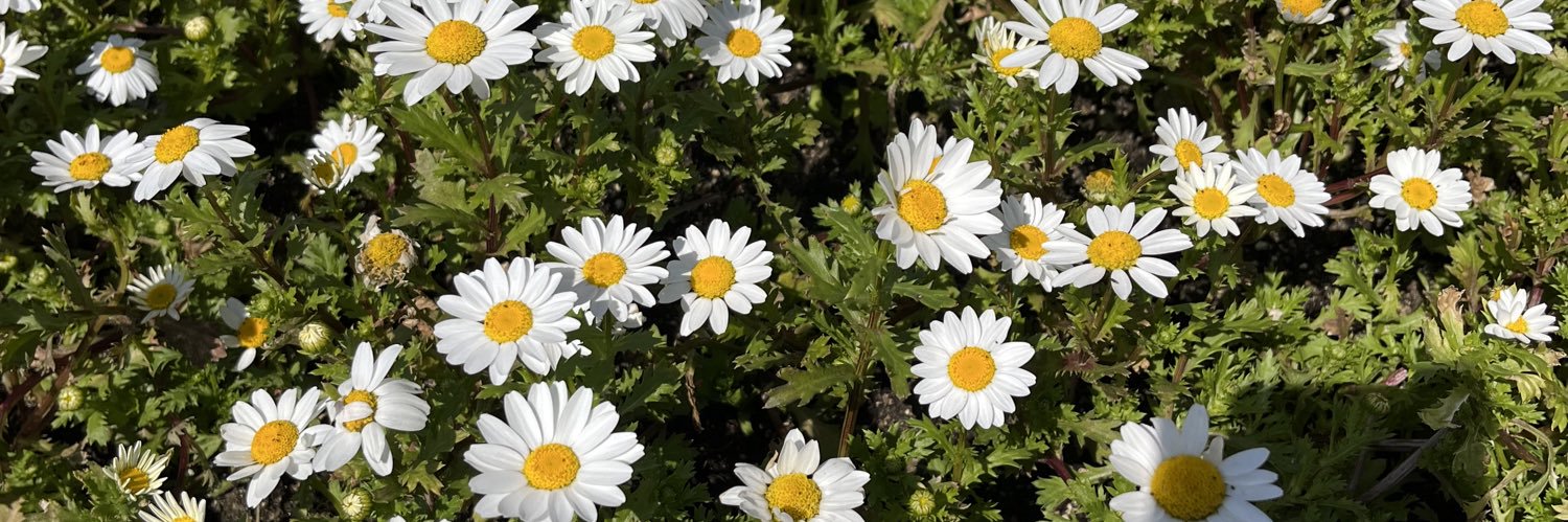 Bento take guys out Ss3 banner