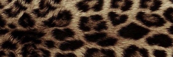 sorayatorrod's profile banner image