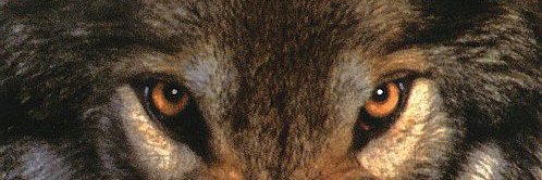 Lobo's banner
