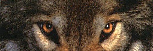 TonoSVJ Profile Banner