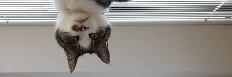 小野華那子 アルパ奏者🎼 banner