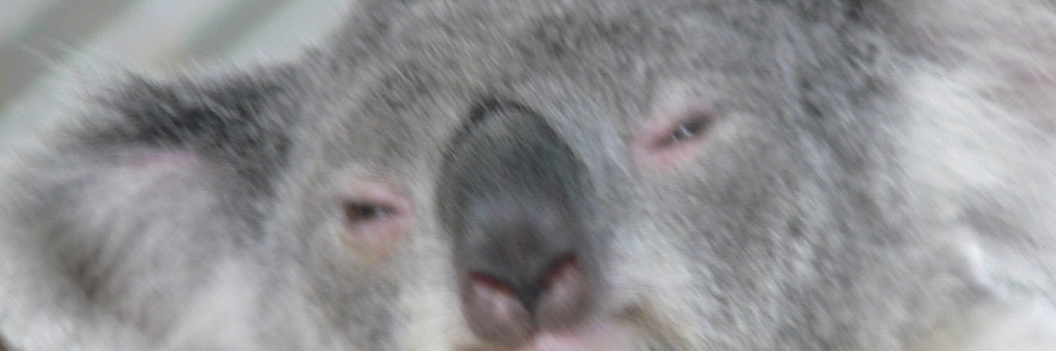 badkoala's profile banner image
