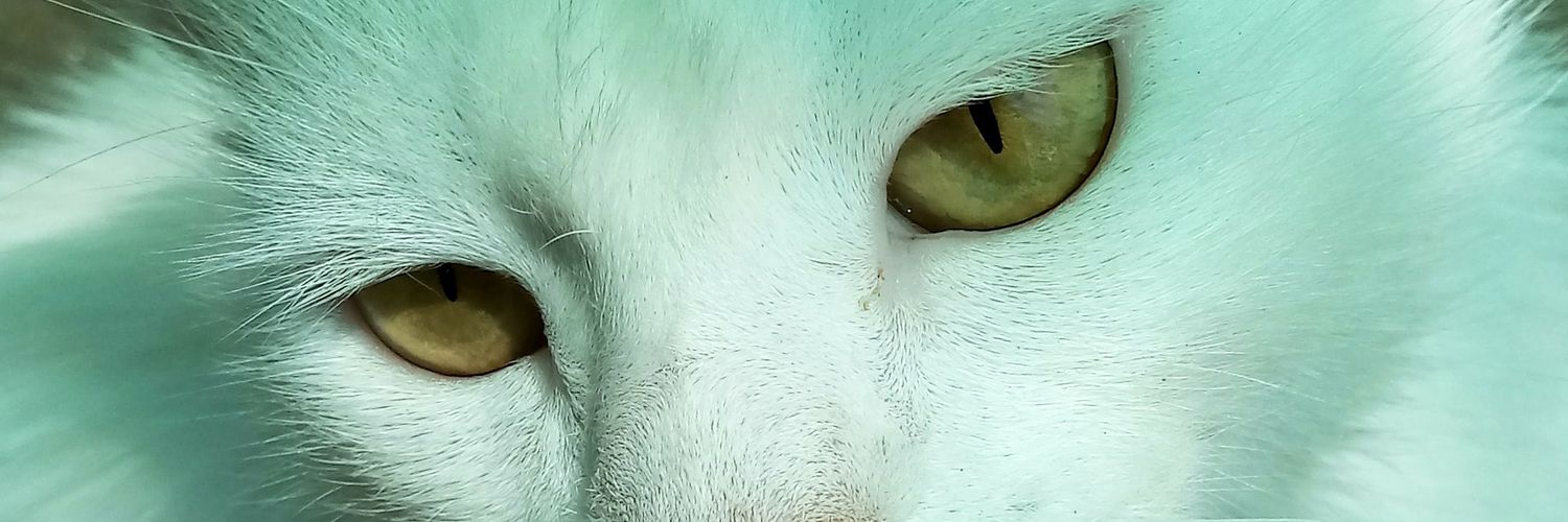LopezNoir's profile banner image